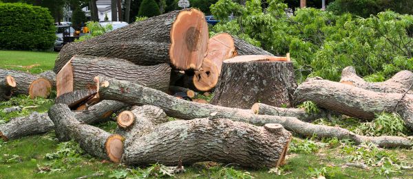 Cost of Large Tree Removal in Murfreesboro