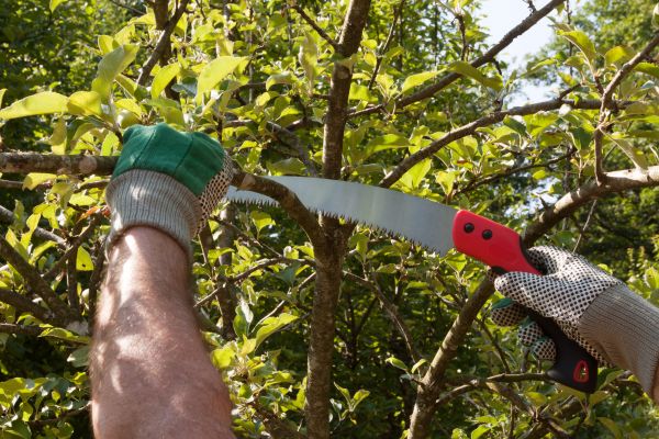 Cost of Small Tree Removal in Murfreesboro