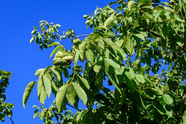 Cost of Walnut Tree Removal in Murfreesboro
