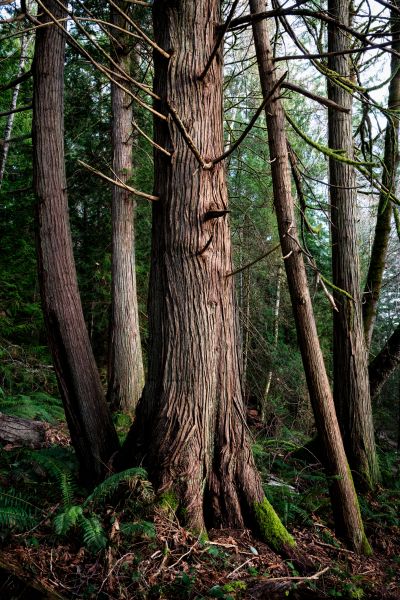 Cost of Cedar Tree Removal in Murfreesboro
