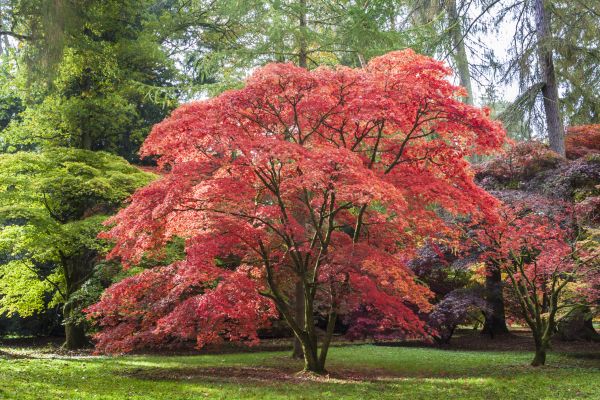 Cost of Maple Tree Removal in Murfreesboro