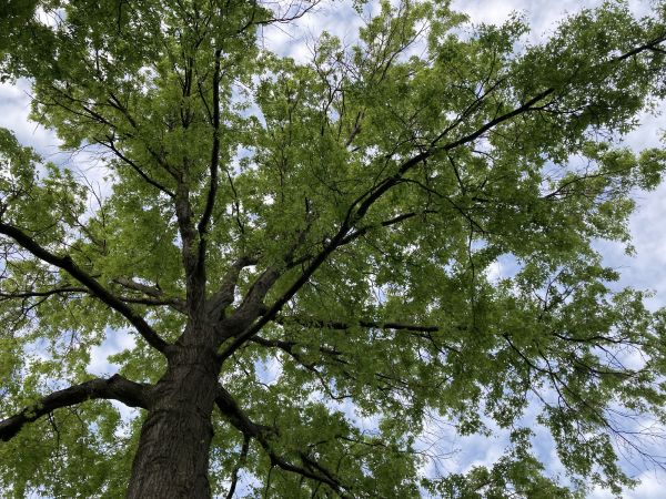 Cost of Oak Tree Removal in Murfreesboro
