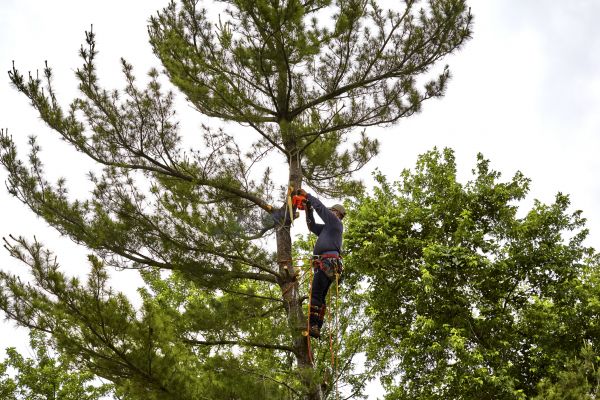 Cost of Pine Tree Removal in Murfreesboro