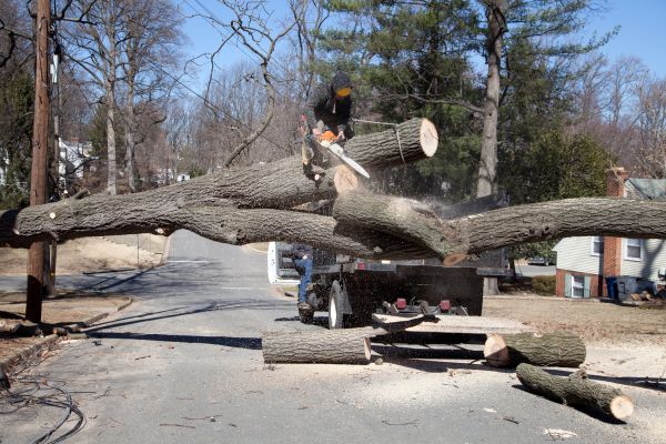 Cost of Residential Tree Removal in Murfreesboro