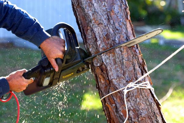 Cost of Dead Tree Removal in Murfreesboro