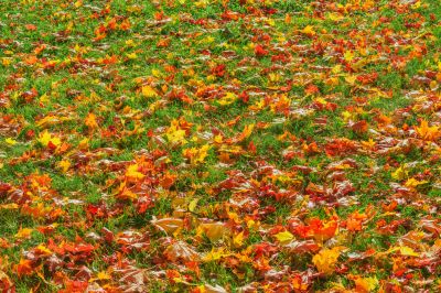 Clean Lawn After Leaf Removal