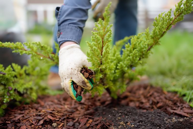 Mulching Leaves