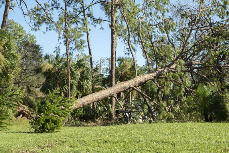 Uprooted Tree
