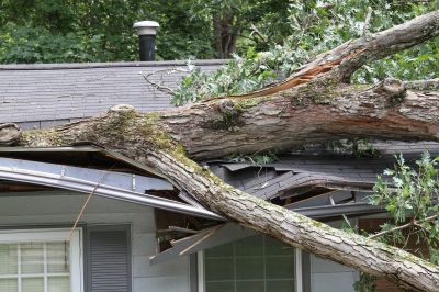 Storm Damage Tree