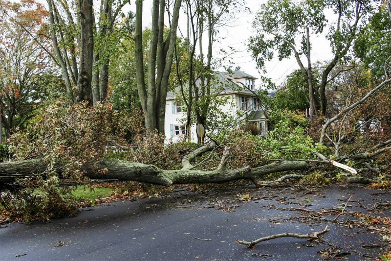 Seasonal Tree Damage