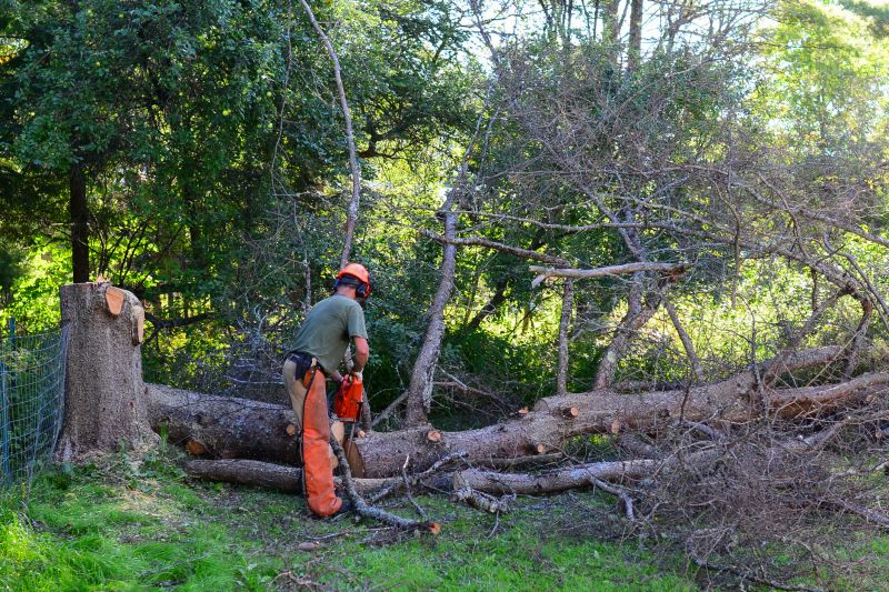 Dormant Tree Removal