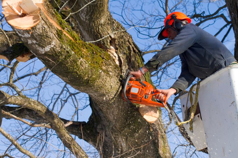 Completed Tree Removal