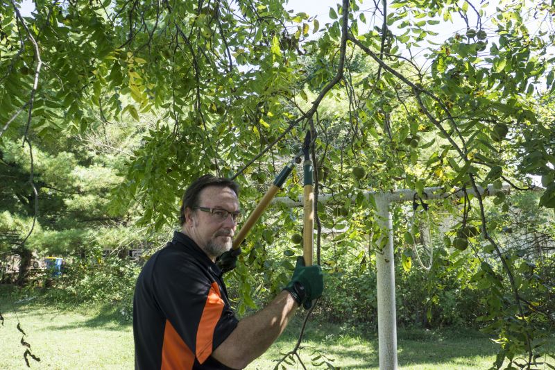 Tree Care and Maintenance